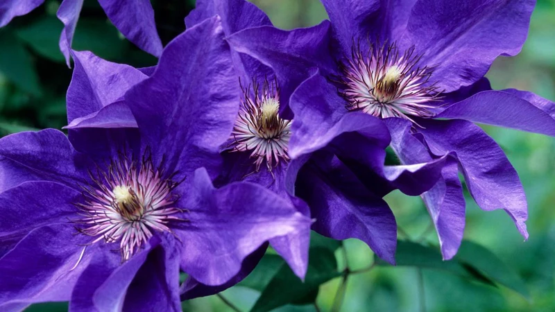 50 Dark Purple Clematis Seeds | Blooming Climbing Perennial Flowers | Flower Vine | Perennial Climber
