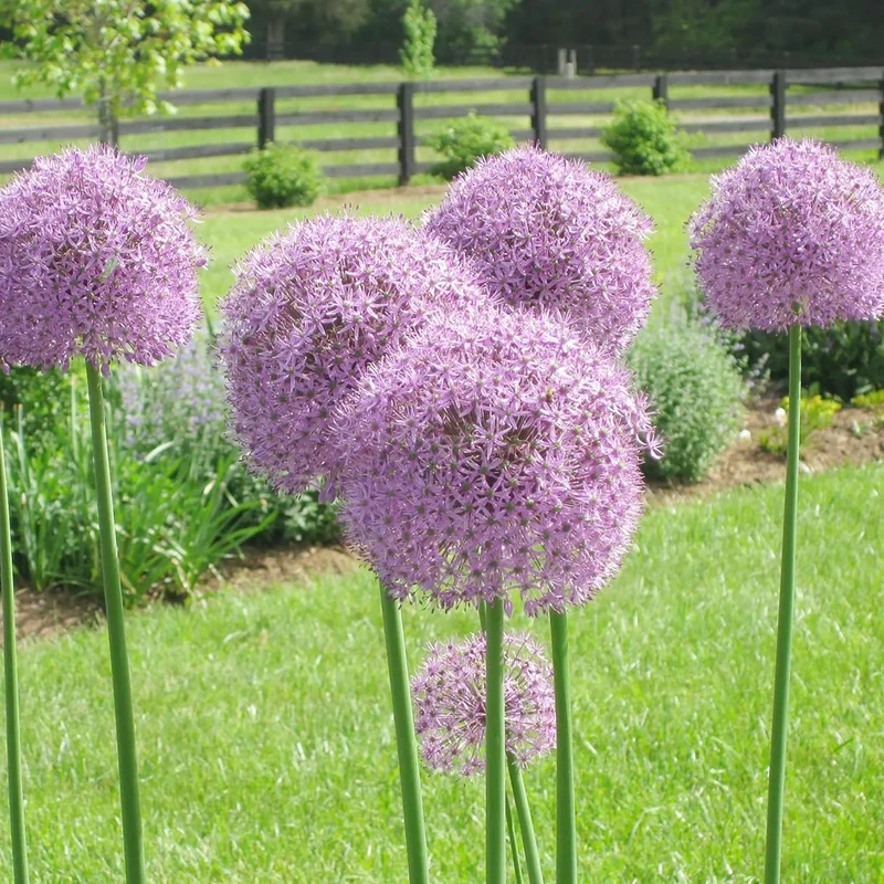 Giant Allium Seeds - Allium Giganteum Purple, Cold Hardy Heirloom & Non-GMO, Ideal for Cut Flowers - 50 Pcs