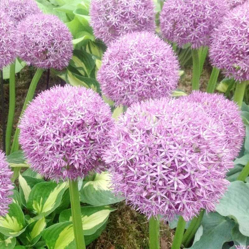 Giant Allium Seeds - Allium Giganteum Purple, Cold Hardy Heirloom & Non-GMO, Ideal for Cut Flowers - 50 Pcs