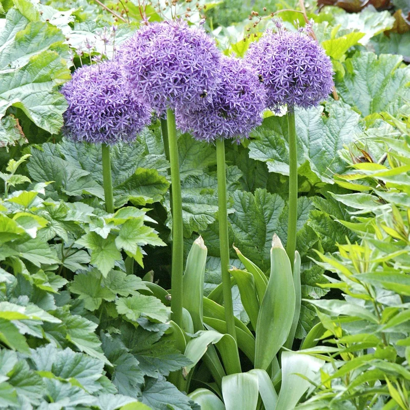Giant Allium Seeds - Allium Giganteum Purple, Cold Hardy Heirloom & Non-GMO, Ideal for Cut Flowers - 50 Pcs