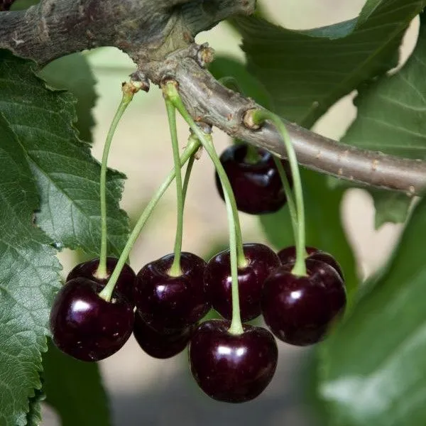 Black Cherry Seeds - Medium to Large Deciduous Tree with Fragrant White Flowers, Sweet Juicy Fruit, Ideal for Jams & Culinary Uses - 30Pcs