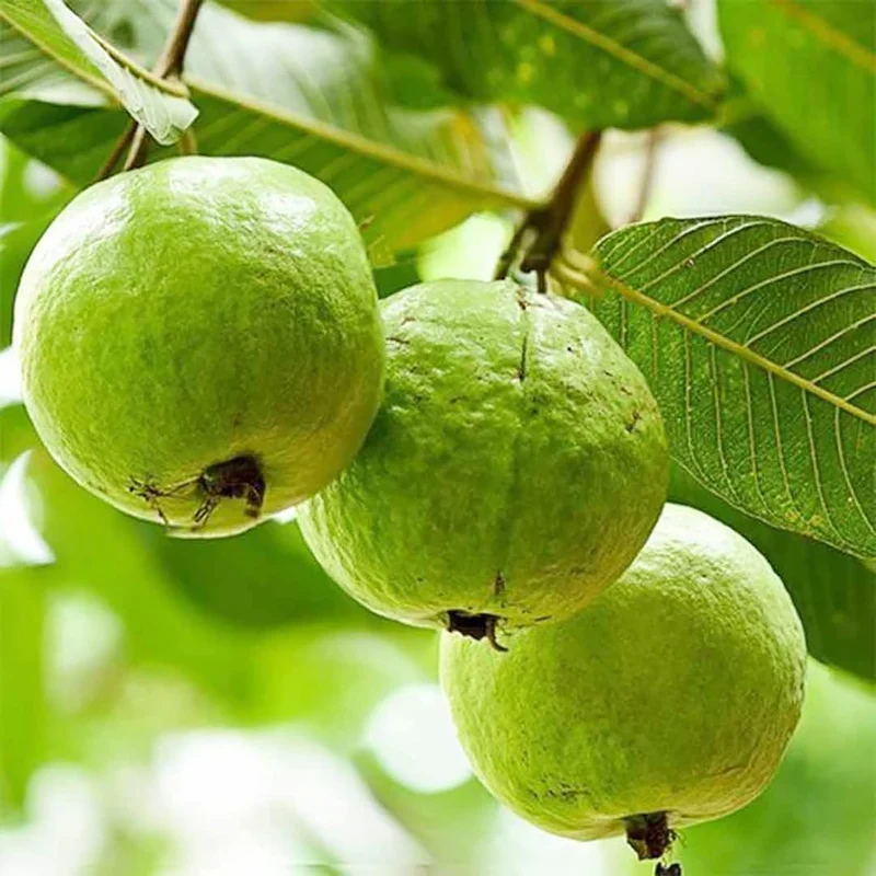 Guava Seeds - Red Psidium Guajava, Sweet Fragrant Tropical Fruit Seeds, Perennial – 50 Pcs