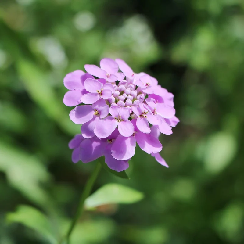 Candytuft Seeds Perennial - Attracts Pollinators, Deer & Rabbit Resistant, Drought Tolerant, Evergreen Ground Cover for Edging, Patio & Outdoor Containers