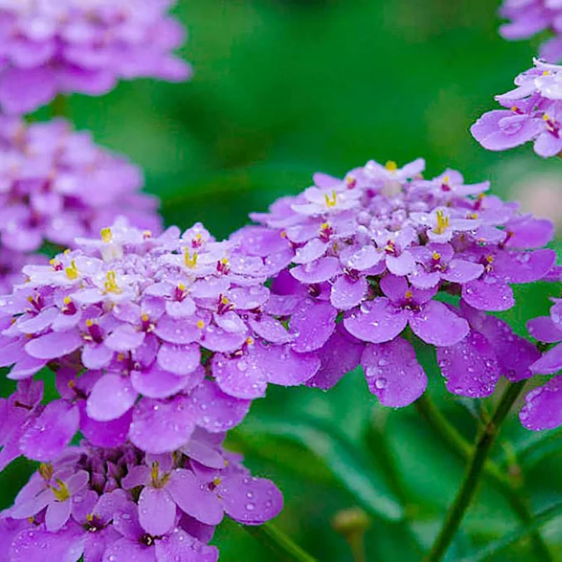 Candytuft Seeds Perennial - Attracts Pollinators, Deer & Rabbit Resistant, Drought Tolerant, Evergreen Ground Cover for Edging, Patio & Outdoor Containers