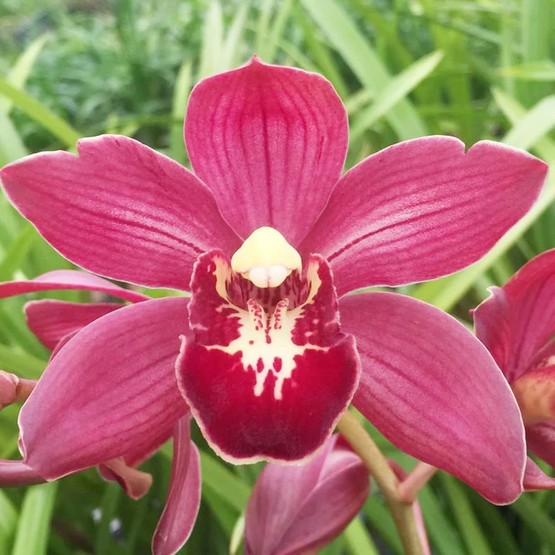 Cymbidium Orchid Seeds – Boat Orchid Evergreen Perennial for Beginners