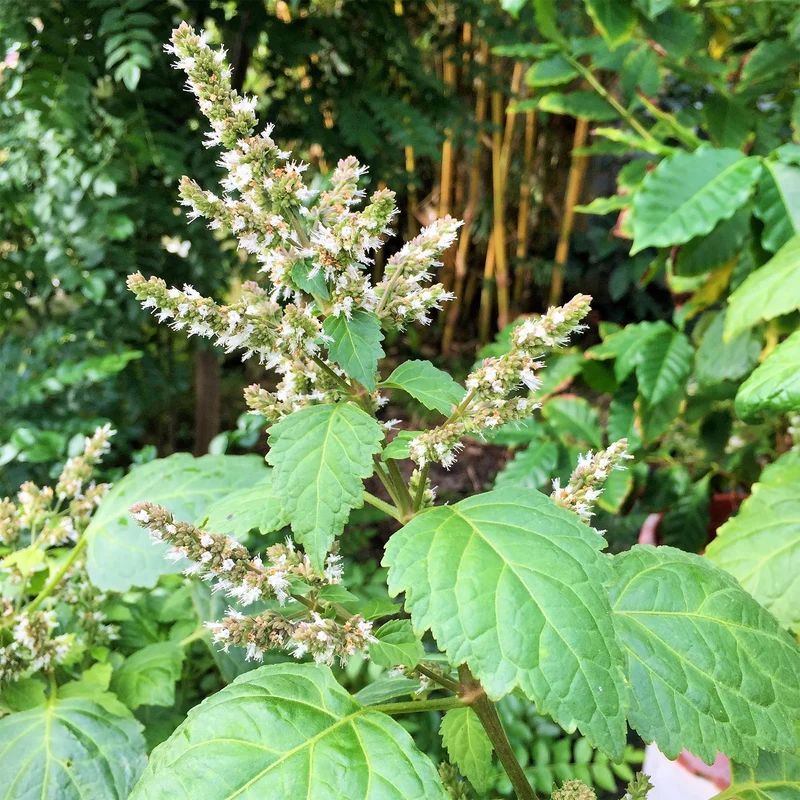 Patchouli Seeds - Aromatic Herb for Gardens & Containers