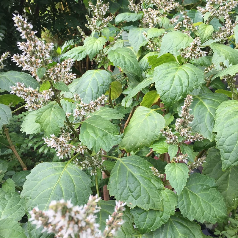Patchouli Seeds - Aromatic Herb for Gardens & Containers