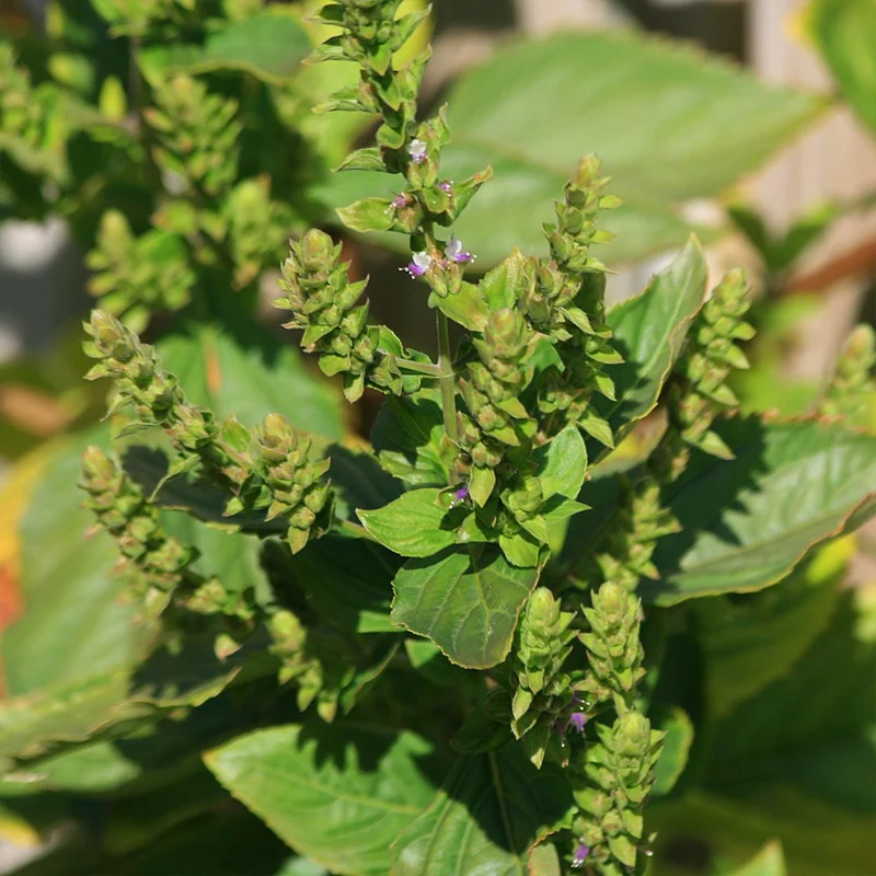 Patchouli Seeds - Aromatic Herb for Gardens & Containers