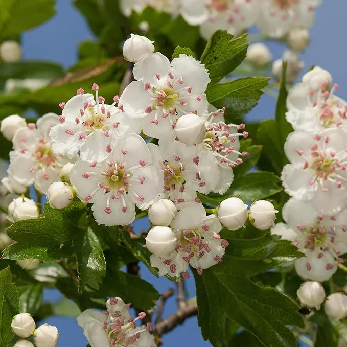 Hawthorn Seeds (English Hawthorn Seeds) - Ornamental Deciduous Tree for Gardens