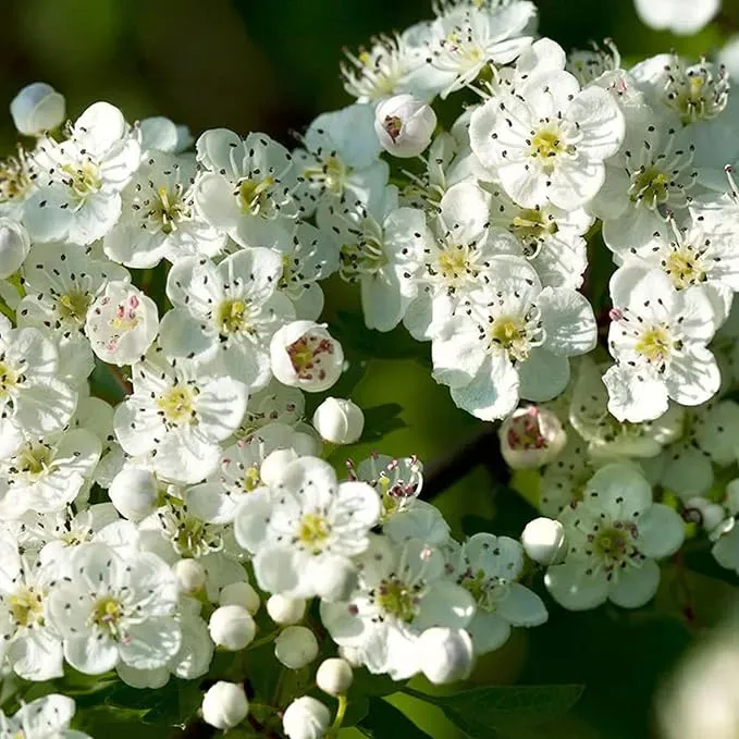 Hawthorn Seeds (English Hawthorn Seeds) - Ornamental Deciduous Tree for Gardens