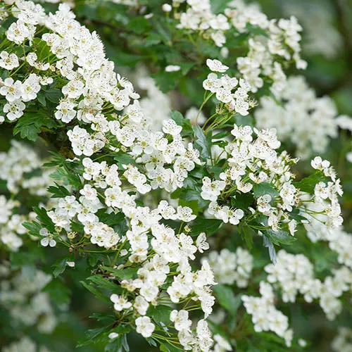 Hawthorn Seeds (English Hawthorn Seeds) - Ornamental Deciduous Tree for Gardens