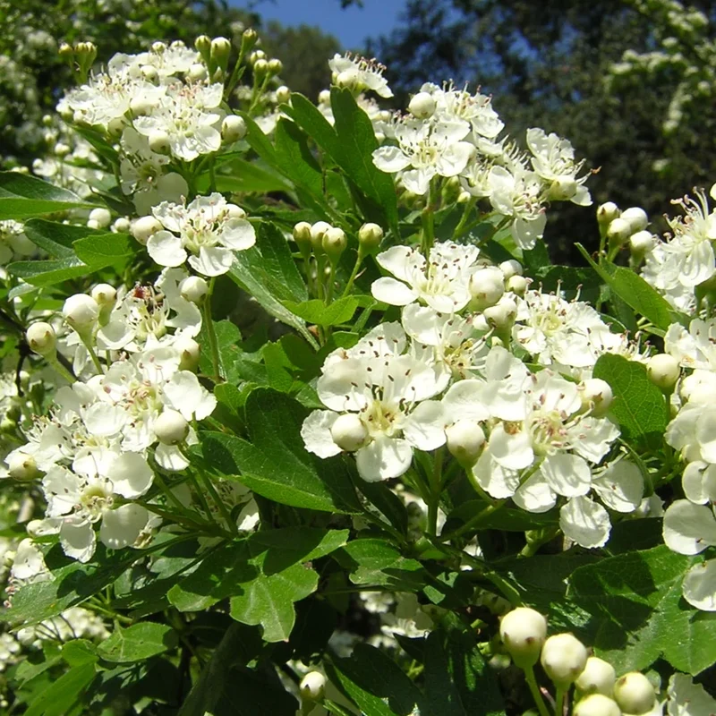 Hawthorn Seeds (English Hawthorn Seeds) - Ornamental Deciduous Tree for Gardens