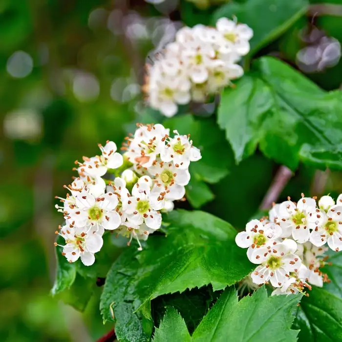 Hawthorn Seeds (English Hawthorn Seeds) - Ornamental Deciduous Tree for Gardens