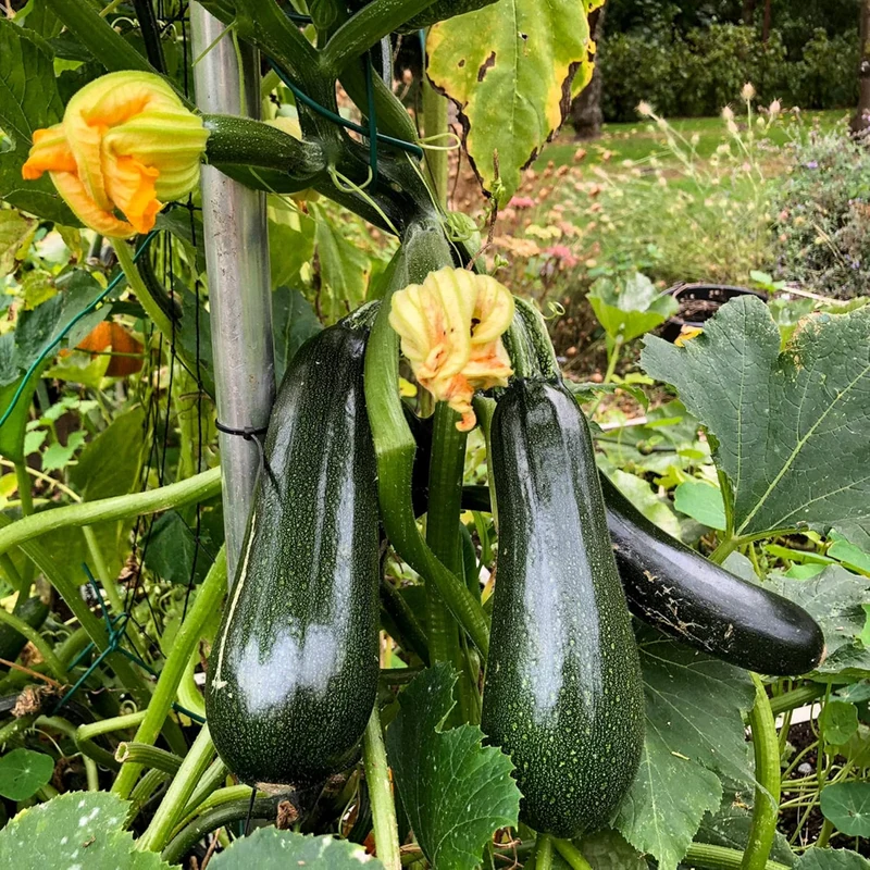 Climbing Zucchini Seeds Climbing Courgette Long Cylindrical Used in Soups, Stews And Pasta Dishes Garden Outdoor Vegetable Seeds