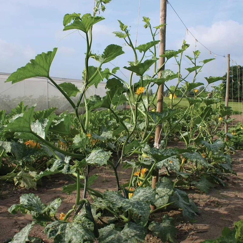 Climbing Zucchini Seeds Climbing Courgette Long Cylindrical Used in Soups, Stews And Pasta Dishes Garden Outdoor Vegetable Seeds