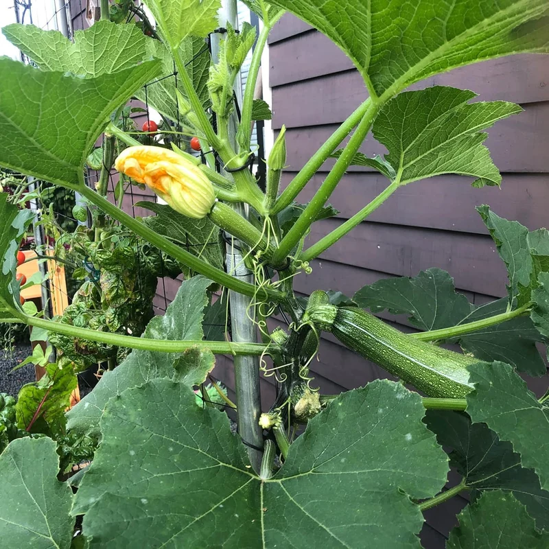 Climbing Zucchini Seeds Climbing Courgette Long Cylindrical Used in Soups, Stews And Pasta Dishes Garden Outdoor Vegetable Seeds