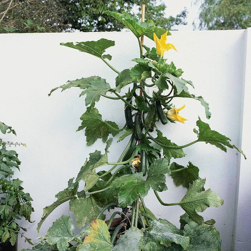 Climbing Zucchini Seeds Climbing Courgette Long Cylindrical Used in Soups, Stews And Pasta Dishes Garden Outdoor Vegetable Seeds