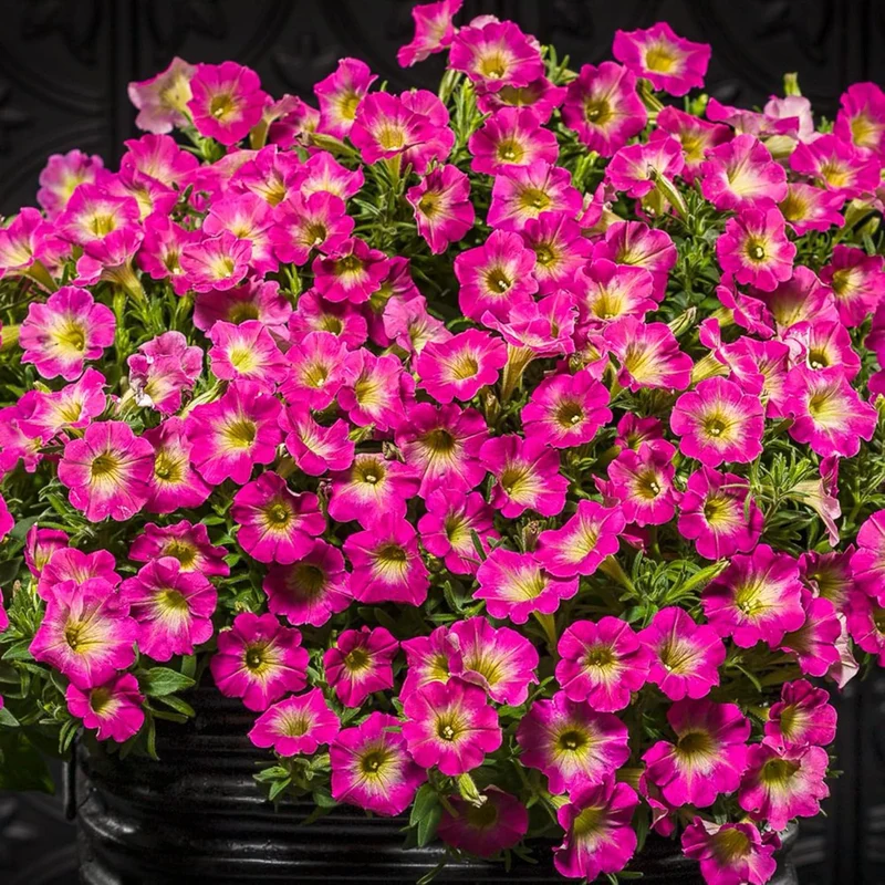 Petunia Supertunia Daybreak Charm Seeds – Showy, Drought-Tolerant Blooms for Hanging Baskets