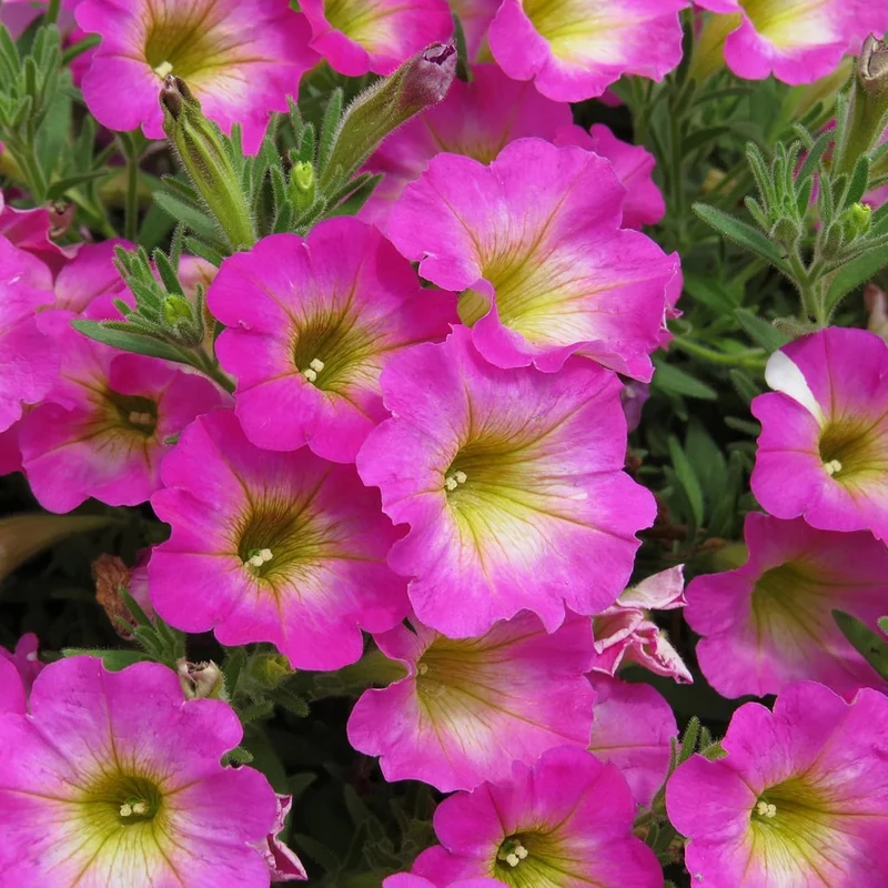 Petunia Supertunia Daybreak Charm Seeds – Showy, Drought-Tolerant Blooms for Hanging Baskets