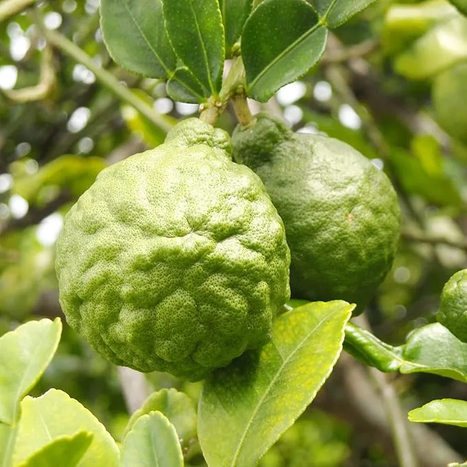Bergamot Orange Seeds - Citrus Bergamia, Perennial Evergreen Edible And Ornamental Bonsai Outdoor Patio Fruit Tree Seeds