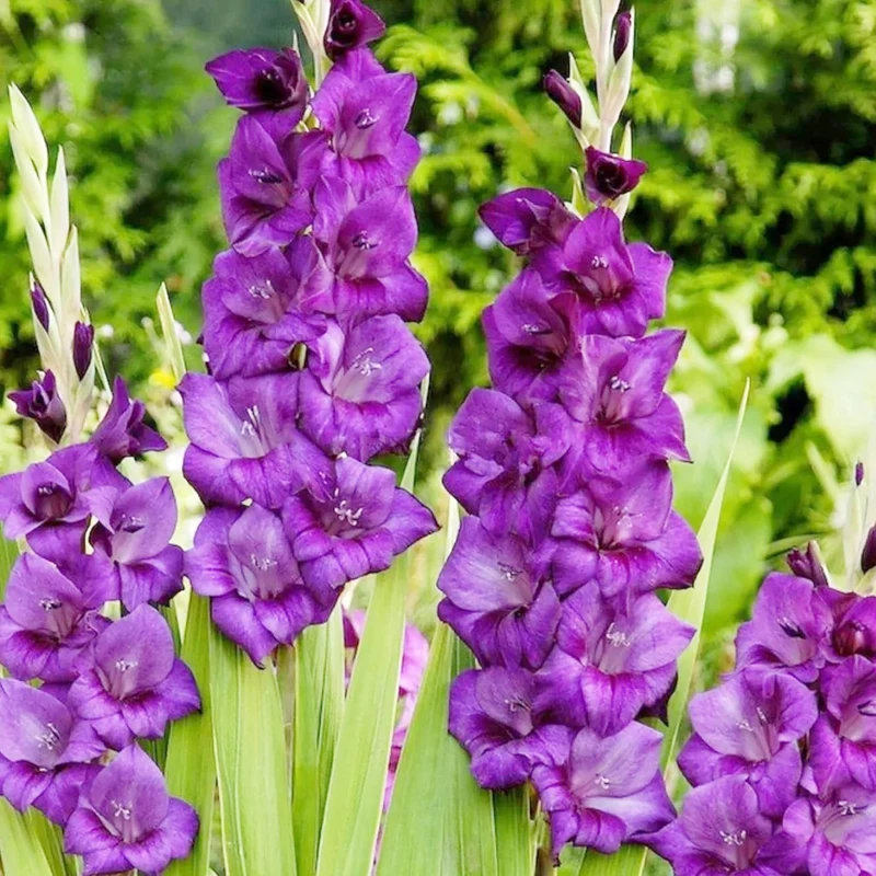 Purple Gladiolus Seeds – Low Maintenance Cut Flower for Garden Borders