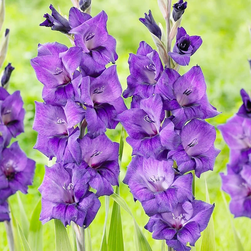 Purple Gladiolus Seeds – Low Maintenance Cut Flower for Garden Borders