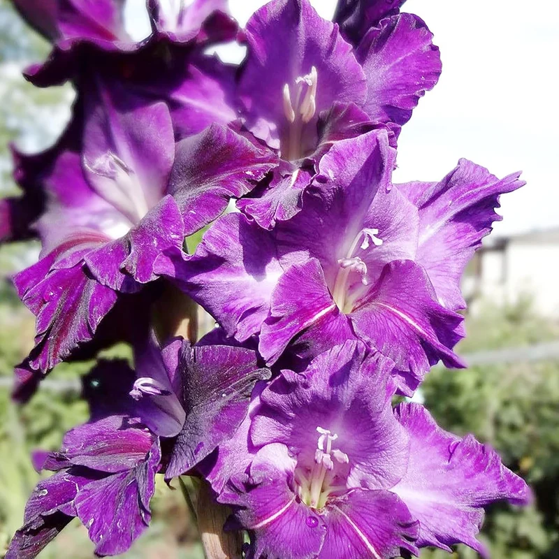 Purple Gladiolus Seeds – Low Maintenance Cut Flower for Garden Borders