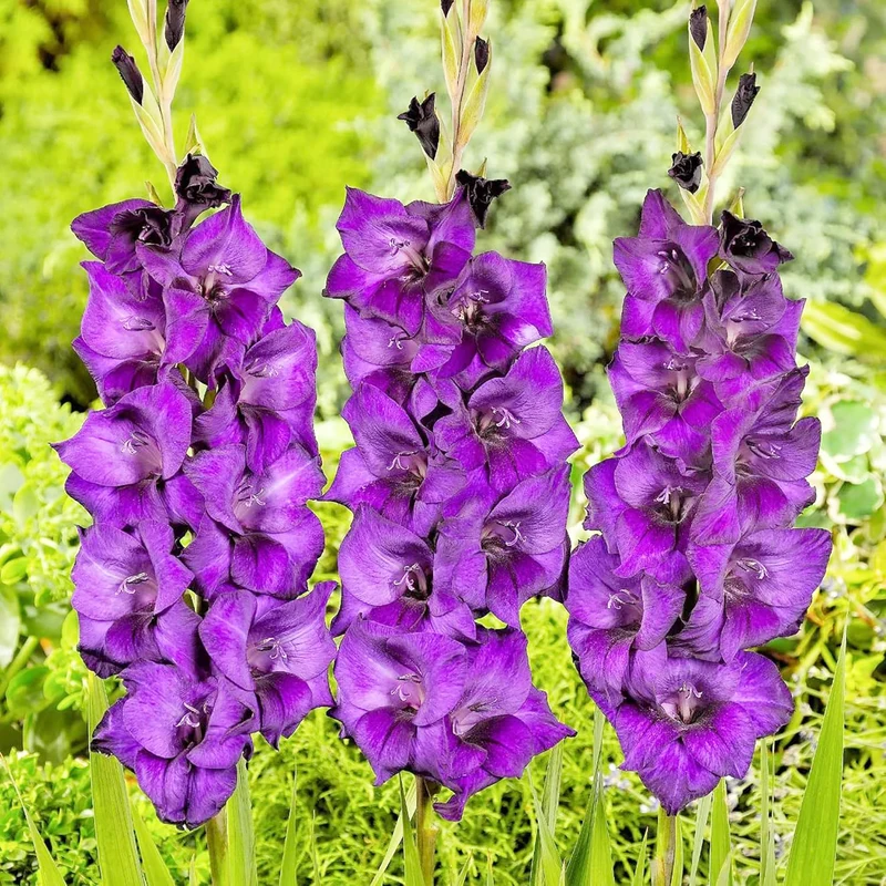 Purple Gladiolus Seeds – Low Maintenance Cut Flower for Garden Borders