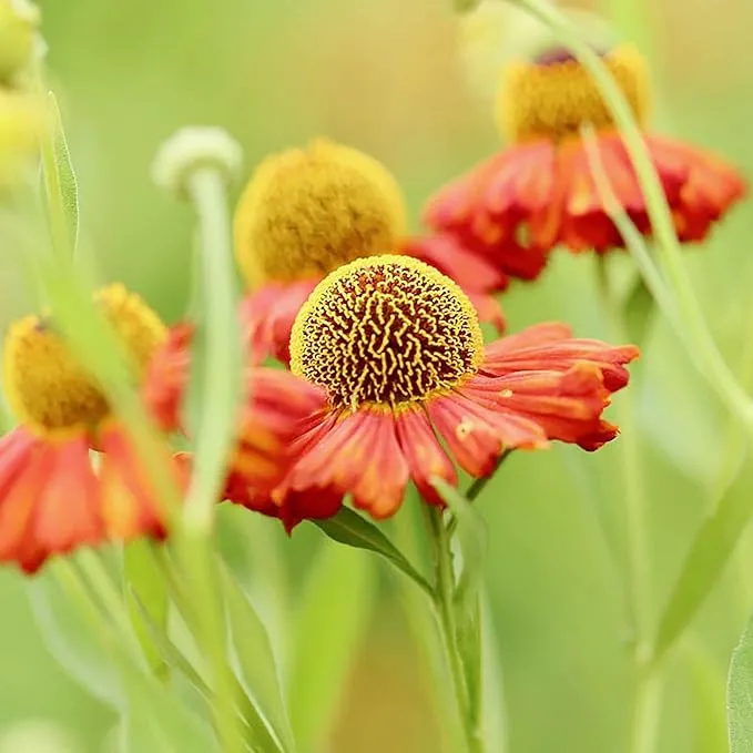 Sneezeweed Seeds - Helen's Flower (Helenium Autumnale), Ornamental, Attracts Butterflies & Pollinators