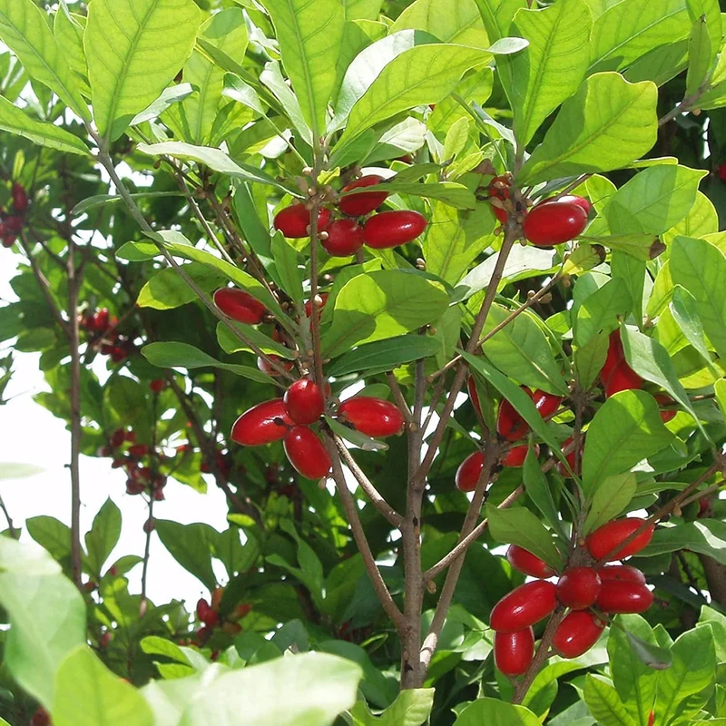 Synsepalum Dulcificum Seeds Miracle Berry, Miracle Fruit Red Berries for Outdoor Growing