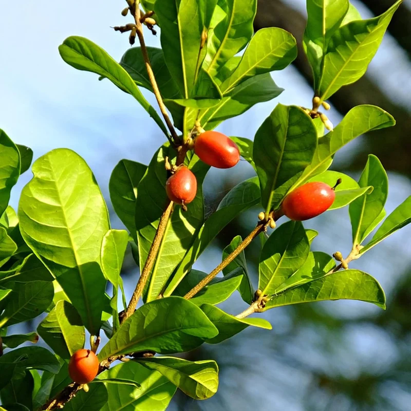 Synsepalum Dulcificum Seeds Miracle Berry, Miracle Fruit Red Berries for Outdoor Growing