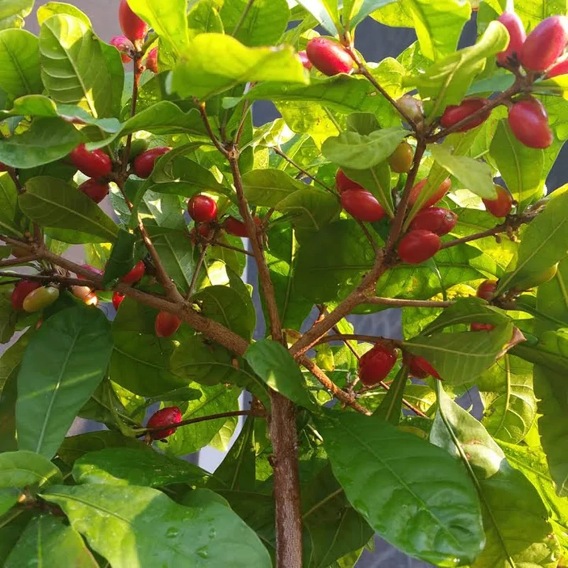 Synsepalum Dulcificum Seeds Miracle Berry, Miracle Fruit Red Berries for Outdoor Growing