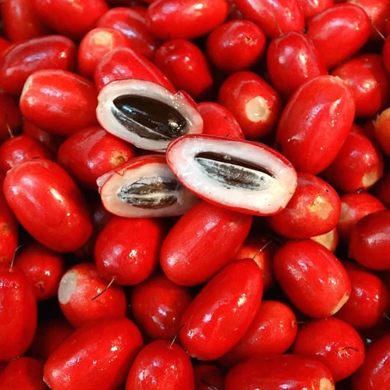 Synsepalum Dulcificum Seeds Miracle Berry, Miracle Fruit Red Berries for Outdoor Growing