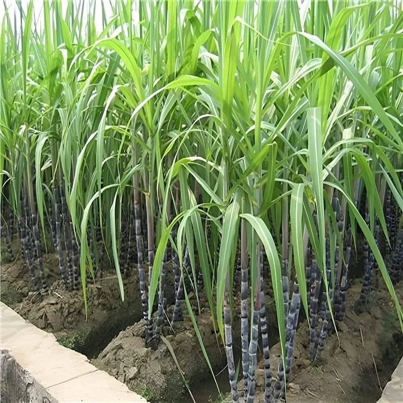 Sugar Cane Plant Seeds Premium Quality for Garden and Landscaping