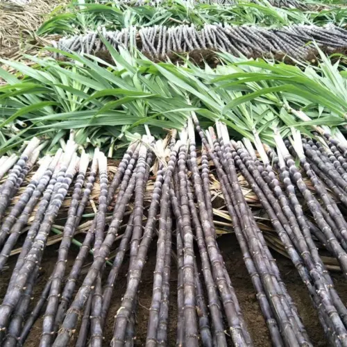Sugar Cane Plant Seeds Premium Quality for Garden and Landscaping