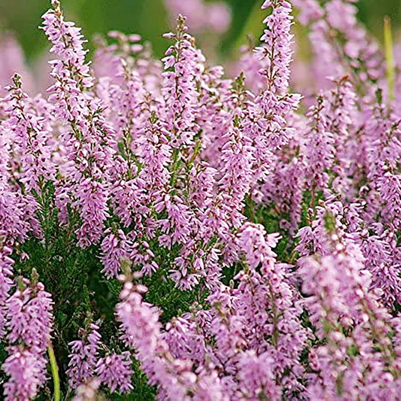 Heather Seeds (Scotch Heather Seeds) - Low-Growing Evergreen Shrub for Patios and Gardens