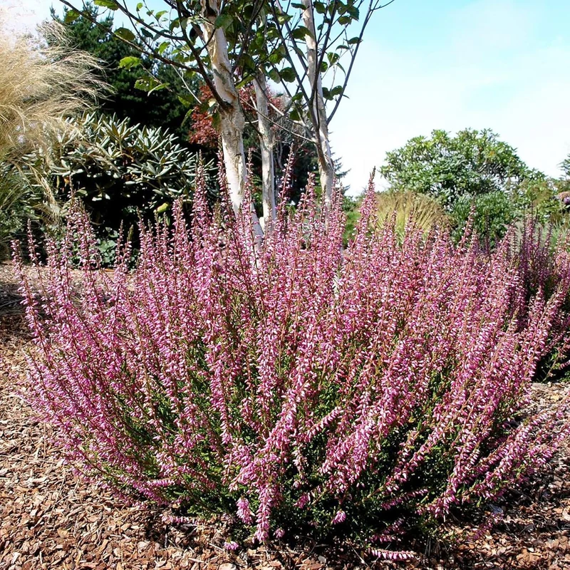 Heather Seeds (Scotch Heather Seeds) - Low-Growing Evergreen Shrub for Patios and Gardens