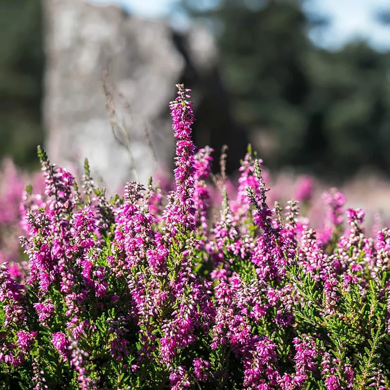 Heather Seeds (Scotch Heather Seeds) - Low-Growing Evergreen Shrub for Patios and Gardens