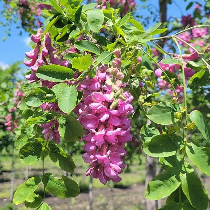 Purple Black Locust Seeds - Deciduous Ornamental Tree with Fragrant Flowers, Drought Tolerant, Attracts Pollinators