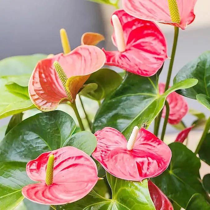 Anthurium Seeds (Flamingo Flower Seeds) - Evergreen Perennial for Indoor and Outdoor Containers