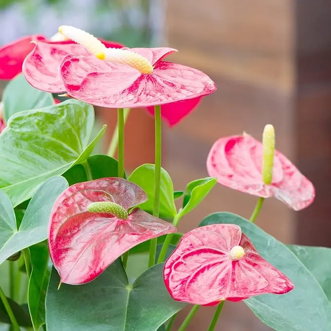 Anthurium Seeds (Flamingo Flower Seeds) - Evergreen Perennial for Indoor and Outdoor Containers