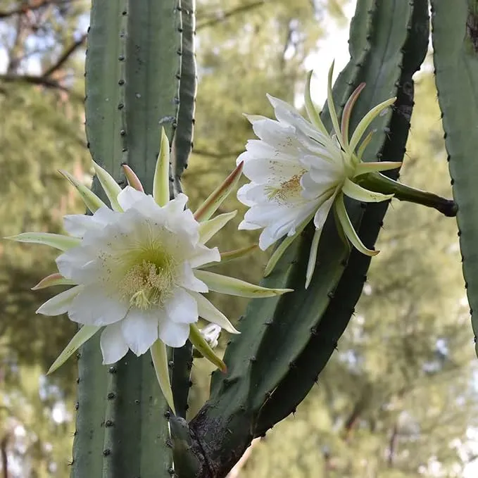 Queen of the Night Seeds - Night-Blooming Cereus Cactus with Large Fragrant White Flowers, Ideal for Hanging Baskets