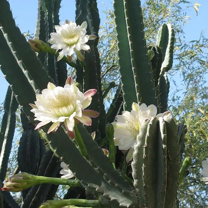 Queen of the Night Seeds - Night-Blooming Cereus Cactus with Large Fragrant White Flowers, Ideal for Hanging Baskets