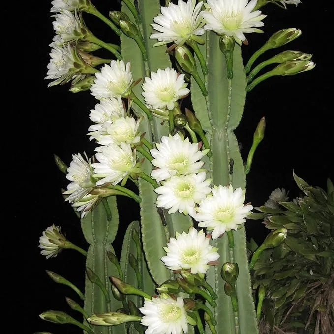 Queen of the Night Seeds - Night-Blooming Cereus Cactus with Large Fragrant White Flowers, Ideal for Hanging Baskets