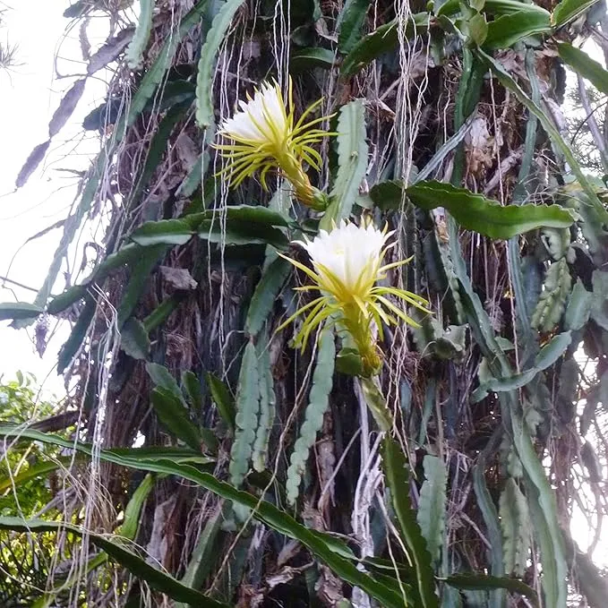Queen of the Night Seeds - Night-Blooming Cereus Cactus with Large Fragrant White Flowers, Ideal for Hanging Baskets