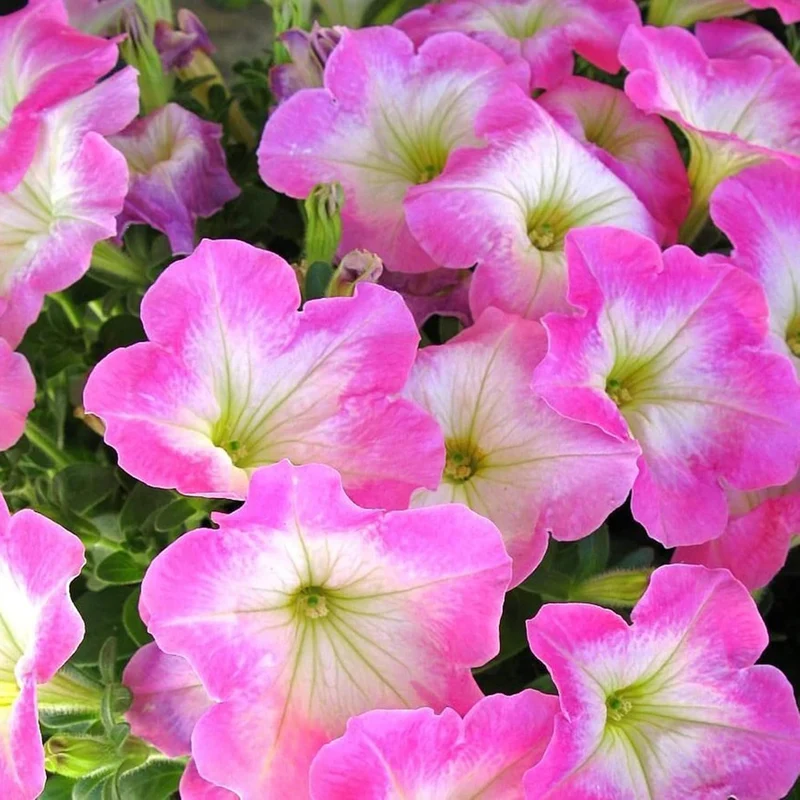 Petunia 'Supertunia Daybreak Charm' Seeds Showy Flowers Drought Tolerant Attract Hummingbirds Hanging Baskets Beds Outdoor Flower Seeds
