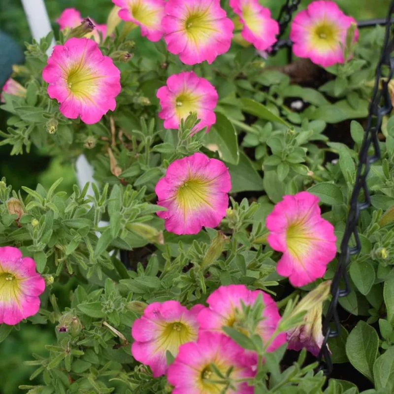 Petunia 'Supertunia Daybreak Charm' Seeds Showy Flowers Drought Tolerant Attract Hummingbirds Hanging Baskets Beds Outdoor Flower Seeds