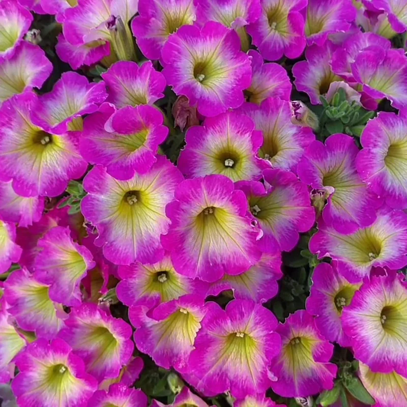 Petunia 'Supertunia Daybreak Charm' Seeds Showy Flowers Drought Tolerant Attract Hummingbirds Hanging Baskets Beds Outdoor Flower Seeds