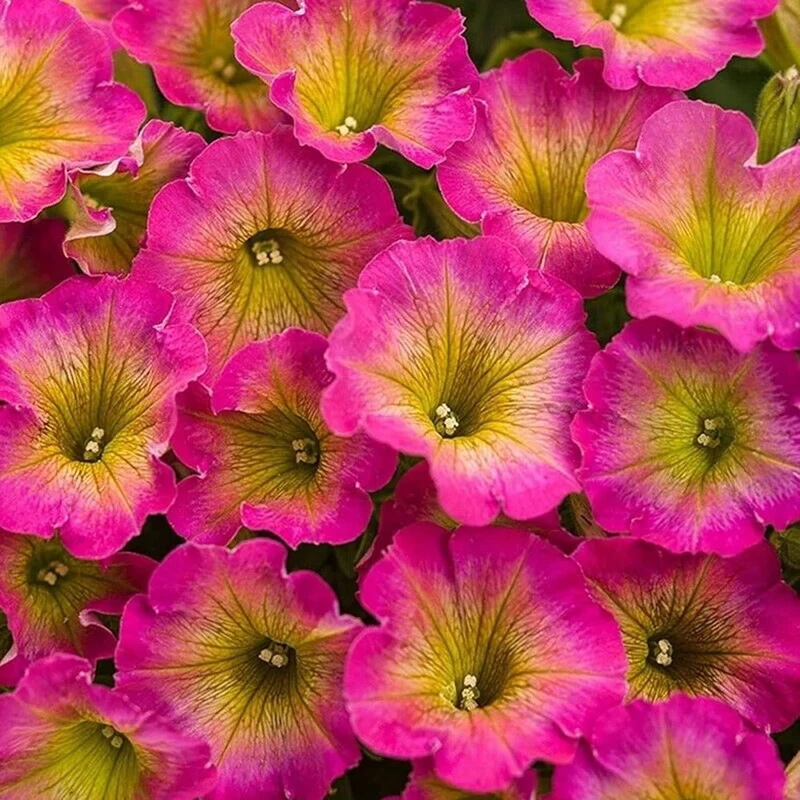 Petunia 'Supertunia Daybreak Charm' Seeds Showy Flowers Drought Tolerant Attract Hummingbirds Hanging Baskets Beds Outdoor Flower Seeds