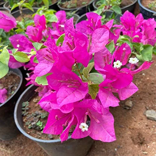 Fresh Bougainvillea Flower Seeds for Planting - Vibrant Pink Blooms